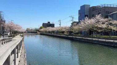 Shinkawa Senbonzakura, Tokyo 2024 Kiraz Çiçekleri