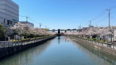 Shinkawa Senbonzakura, Tokyo 2024 Kiraz Çiçekleri