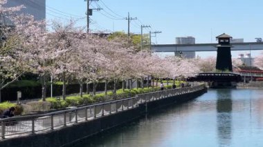 Shinkawa Senbonzakura, Tokyo 2024 Kiraz Çiçekleri