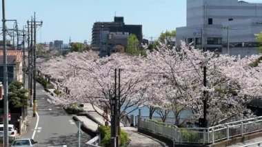 Shinkawa Senbonzakura, Tokyo 2024 Kiraz Çiçekleri