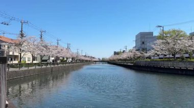 Shinkawa Senbonzakura, Tokyo 2024 Kiraz Çiçekleri