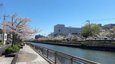 Shinkawa Senbonzakura, Tokyo 2024 Kiraz Çiçekleri