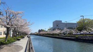 Shinkawa Senbonzakura, Tokyo 2024 Kiraz Çiçekleri