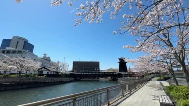 Shinkawa Senbonzakura, Tokyo 2024 Kiraz Çiçekleri