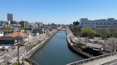 Shinkawa Senbonzakura, Tokyo 2024 Kiraz Çiçekleri