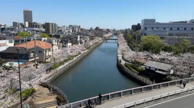 Shinkawa Senbonzakura, Tokyo 2024 Kiraz Çiçekleri