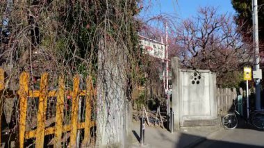 Kameido Tenjin Erik çiçeği, Japonya Tokyo Şubat 2025