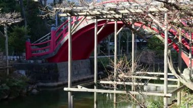 Kameido Tenjin Erik çiçeği, Japonya Tokyo Şubat 2025