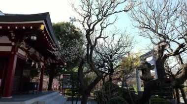 Kameido Tenjin Erik çiçeği, Japonya Tokyo Şubat 2025