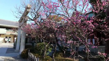 Kameido Tenjin Erik çiçeği, Japonya Tokyo Şubat 2025