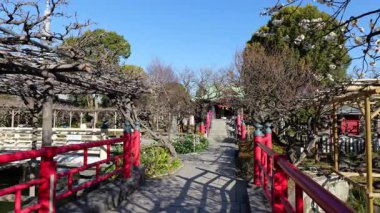 Kameido Tenjin Erik çiçeği, Japonya Tokyo Şubat 2025