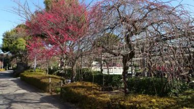 Kameido Tenjin Erik çiçeği, Japonya Tokyo Şubat 2025