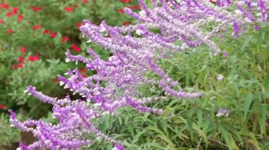 Salvia lucantha Amethyst Sage, Japonya Tokyo 2025
