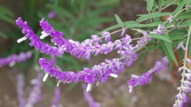 Salvia lucantha Amethyst Sage, Japonya Tokyo 2025