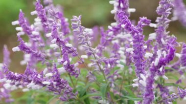 Salvia lucantha Amethyst Sage, Japonya Tokyo 2025