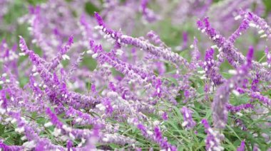 Salvia lucantha Amethyst Sage, Japonya Tokyo 2025