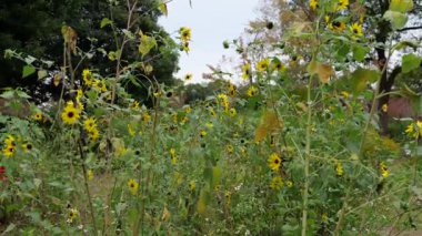 Ayçiçeği Ayçiçeği Baloncuğu, Japonya Tokyo