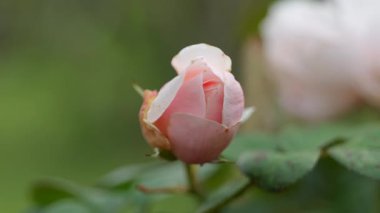 Gül çiçeği, Japonya Tokyo 2025