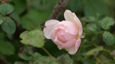 Gül çiçeği, Japonya Tokyo 2025