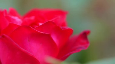 Gül çiçeği, Japonya Tokyo 2025