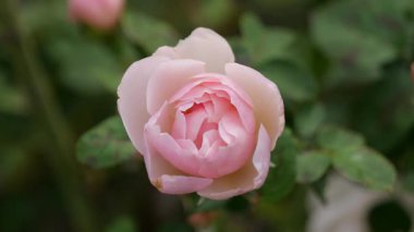 Gül çiçeği, Japonya Tokyo 2025