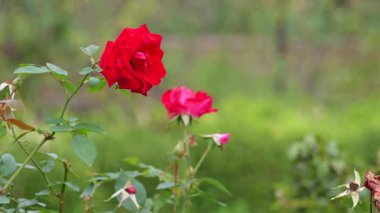 Gül çiçeği, Japonya Tokyo 2025