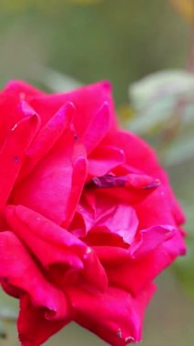 Gül çiçeği, Japonya Tokyo 2025