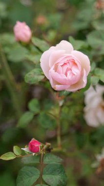 Gül çiçeği, Japonya Tokyo 2025