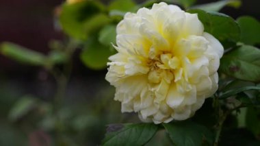 Gül çiçeği, Japonya Tokyo 2025