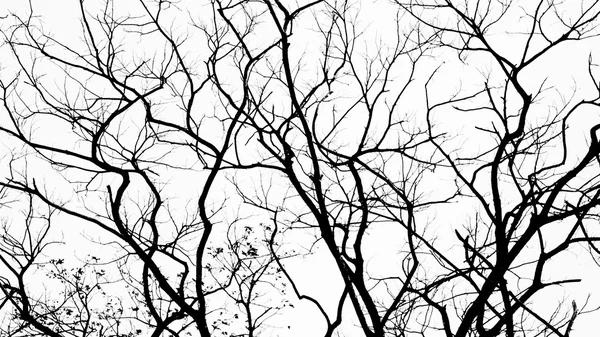 Branches in black on white Royalty Free Stock Photos