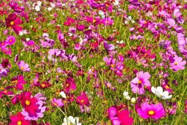 Kozmos çiçekleri