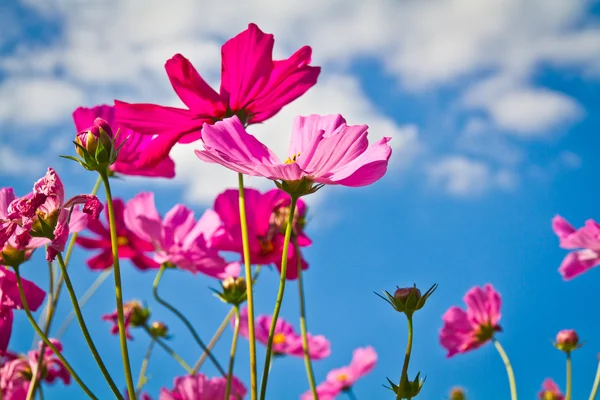 Cosmos flowers — Stock Photo, Image