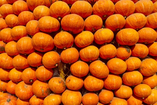 Viele der Kürbisse Stockbild