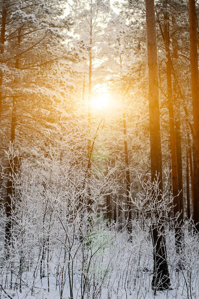 Березовая роща в зимнее вечернее время. Зимний пейзаж с деревьями и снегом