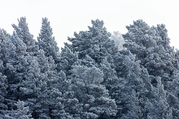 Primo Piano Cime Innevate Abeti Sotto Nevicate Sullo Sfondo Una — Foto Stock