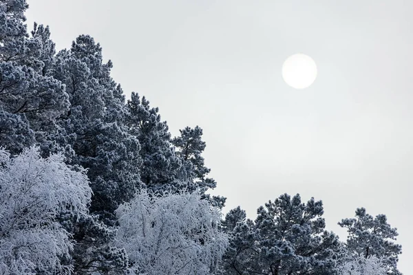 Fenyőfák Hófödte Tetejének Közelsége Hóesés Alatt Egy Fehér Fagyos Erdő — Stock Fotó