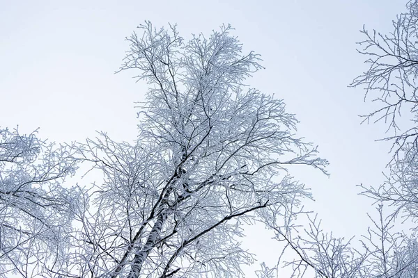 Primo Piano Una Cima Coperta Dalla Neve Una Betulla Sotto — Foto Stock