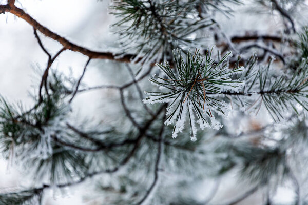 Frozen winter forest in the fog. Close up of a snow-covered pine  on a background of a white winter sky, soft focus. Beautiful magic forest
