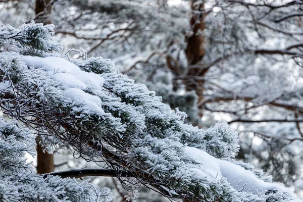 Foresta Invernale Congelata Nella Nebbia Primo Piano Pino Coperto Dalla — Foto Stock