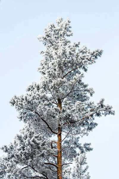 Albero Congelato Cielo Bianco Invernale Giornata Gelida Calma Scena Invernale — Foto Stock