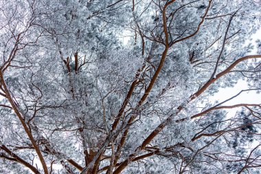 Karla kaplı bir ağacın tepesine, kar yağışı altında, beyaz bir kış gökyüzünün arka planında, yumuşak bir odak noktası. Güzel sihirli orman