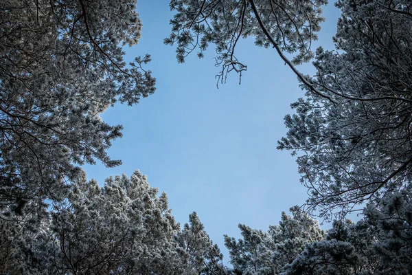 Fagyott Téli Erdő Ködben Közelkép Egy Havas Fenyő Háttérben Fehér — Stock Fotó