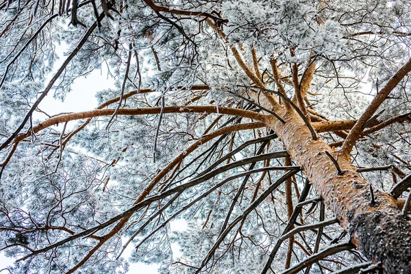 Zmrzlý Zimní Les Mlze Detailní Záběr Zasněžené Borovice Pozadí Bílé — Stock fotografie