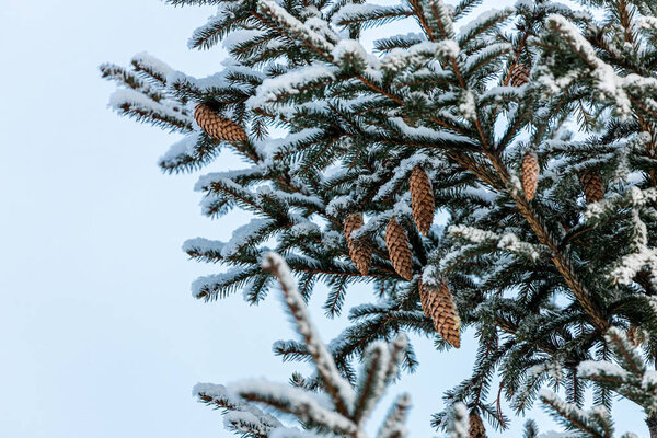 Замороженное дерево с шишками на зимнем белом небе. Ледяной день, спокойная зимняя сцена. Отличный вид на дикость.
