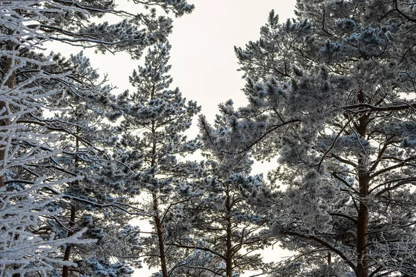Egy Fenyőfa Festői Képe Fagyos Nap Nyugodt Téli Jelenet Nagyszerű — Stock Fotó