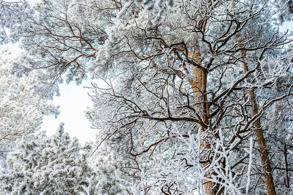 Παγωμένο Δέντρο Στον Χειμερινό Λευκό Ουρανό Παγωμένη Μέρα Ήρεμη Χειμωνιάτικη — Φωτογραφία Αρχείου