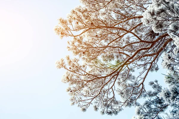 Albero Congelato Cielo Bianco Invernale Giornata Gelida Calma Scena Invernale — Foto Stock