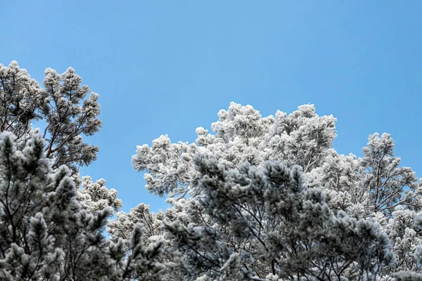 Foresta Invernale Congelata Nella Nebbia Primo Piano Pino Coperto Dalla — Foto Stock