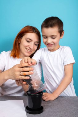 Anne ve oğlu, tohum ekmek ve mavi arka planda bir ev bitkisi yetiştirmek için siyah bir tencereye toprak koydular. Çocuklarla bahçe kursu kavramı.