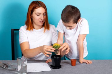 Anne ve oğlu, mavi arka planda bir masada daha hızlı büyüyebilsin diye az yetişmiş bir kaktüsü siyah bir tencereye ekerler. Çocuklarla bahçe kursu kavramı.
